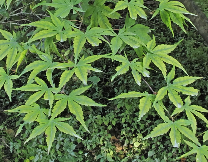Image of Acer palmatum specimen.