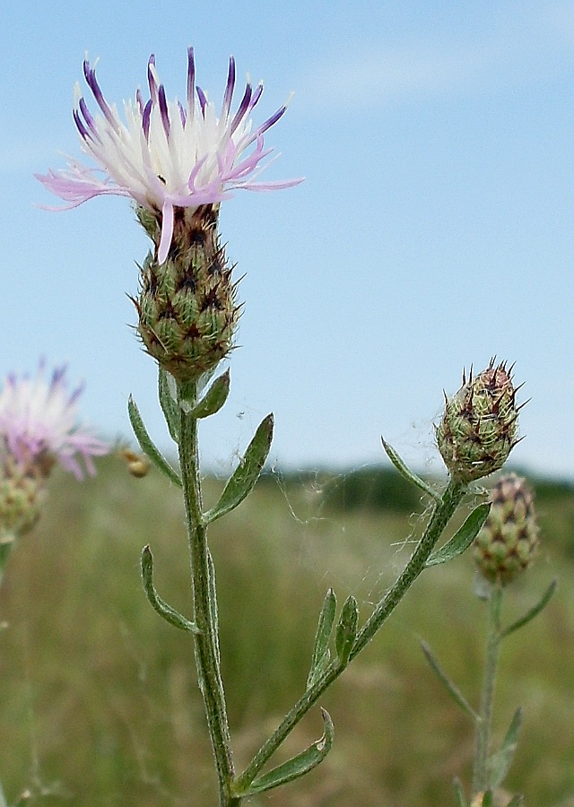 Image of Centaurea stoebe specimen.