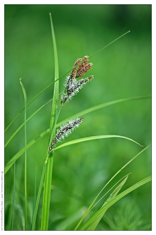 Image of Carex acuta specimen.