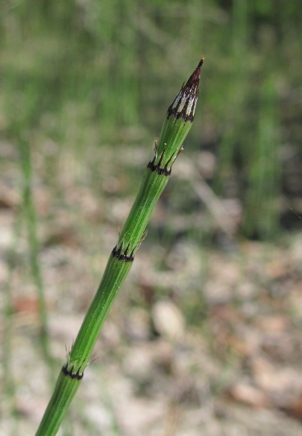 Изображение особи Equisetum variegatum.