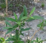 Salix × schaburovii