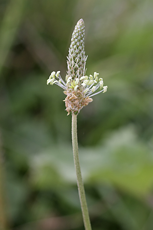 Изображение особи Plantago lanceolata.