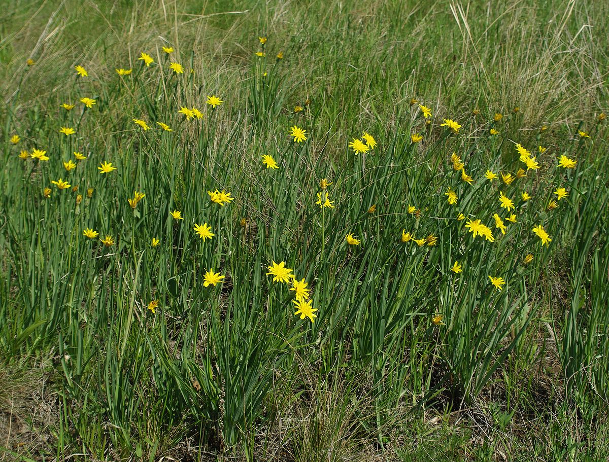 Image of Scorzonera austriaca specimen.