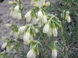 Onosma volgensis