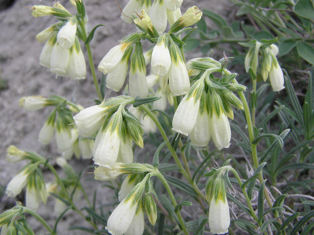 Изображение особи Onosma volgensis.