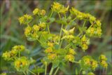 Euphorbia virgata