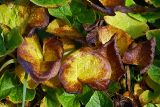 Brunnera sibirica. Листья в осенней окраске. Московская обл., дачный участок. 29.09.2007.