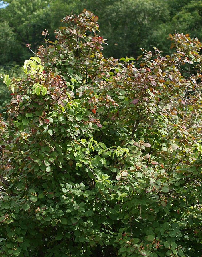 Image of Viburnum burejaeticum specimen.