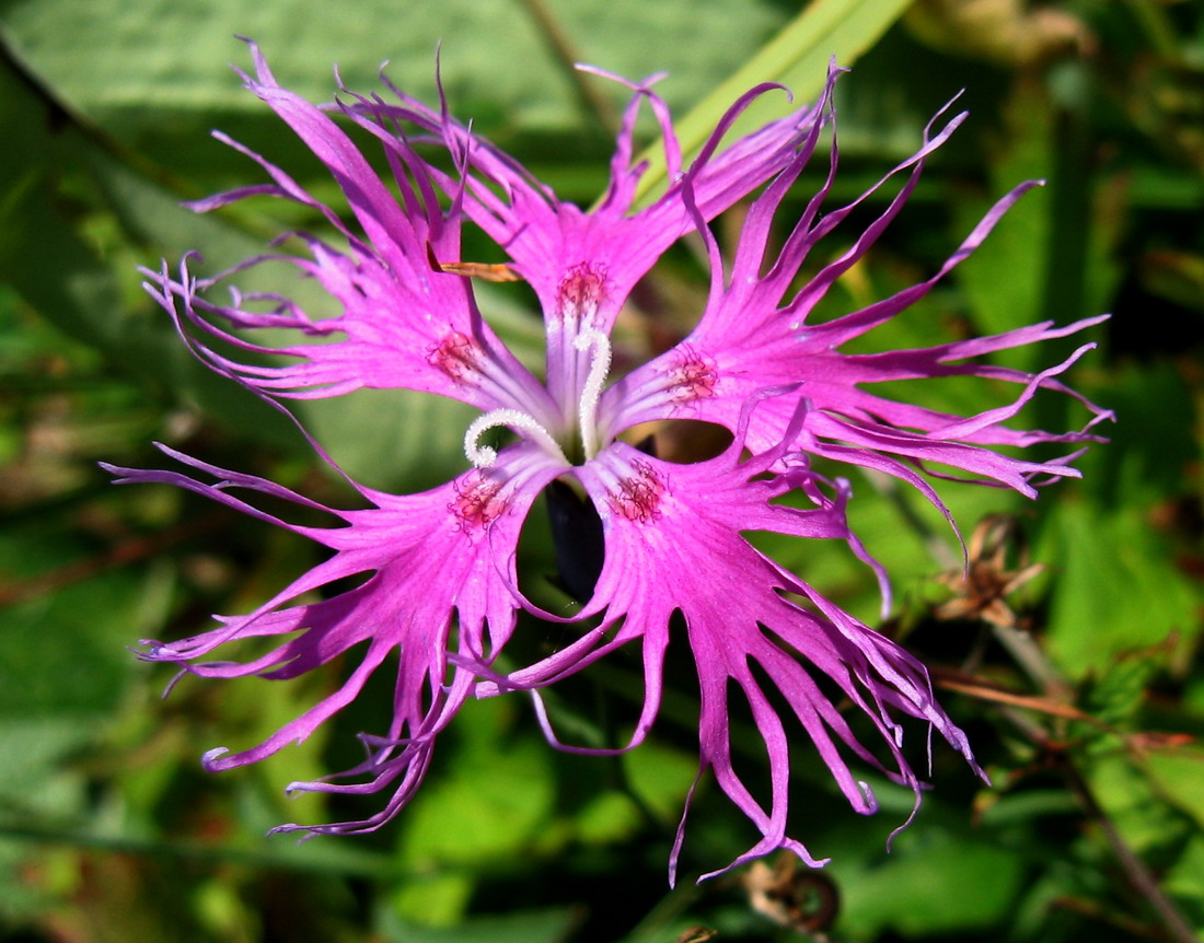 Изображение особи Dianthus sajanensis.