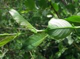 Salix myrsinifolia. Часть побега. Смоленская обл., Смоленский р-н, окр. пос. Каспля. 05.06.2011.