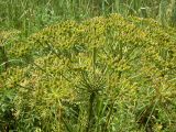 Peucedanum oreoselinum. Соплодие с незрелыми плодами. Курская обл., Железногорский р-н, ж.д. ст. Мицень. 22 июля 2007 г.