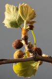 Platanus × acerifolia. Средняя часть ветки с развивающимися соцветиями и листьями. Германия, г. Кемпен, в культуре. 24.04.2012.