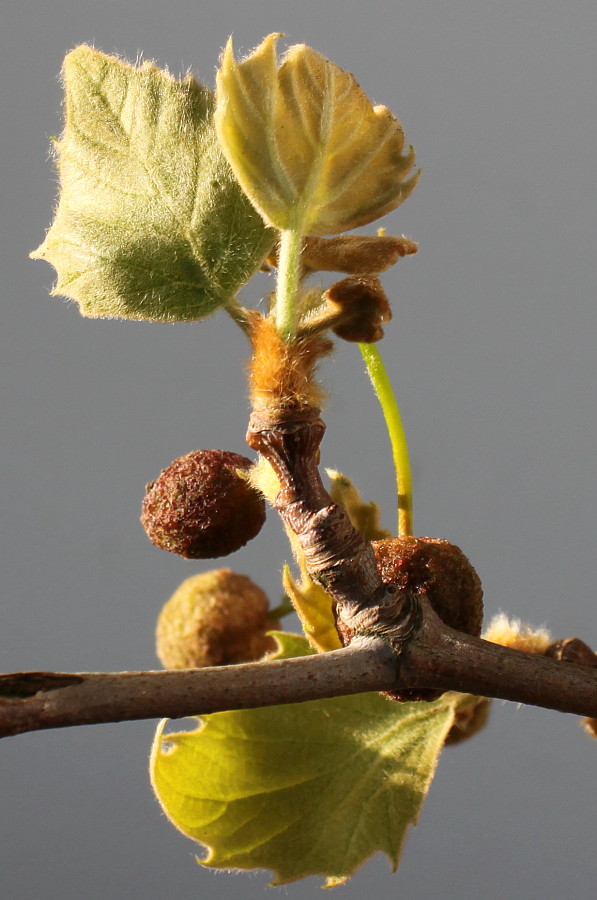 Image of Platanus &times; acerifolia specimen.