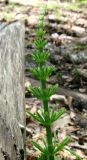 Equisetum arvense. Верхушка вегетативного побега. Крым, гора Северная Демерджи, западный склон, дубовый лес, у ручья. 2 мая 2012 г.