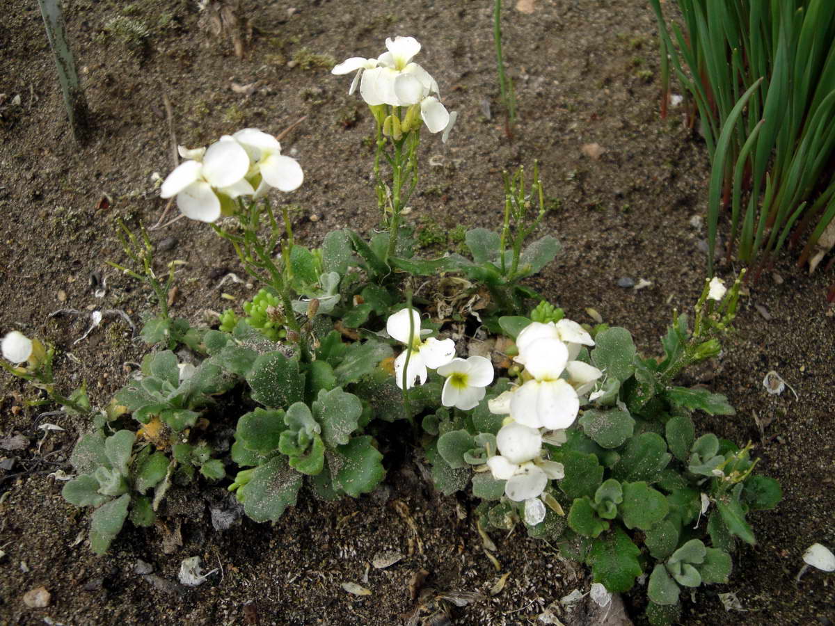 Image of Arabis caucasica specimen.