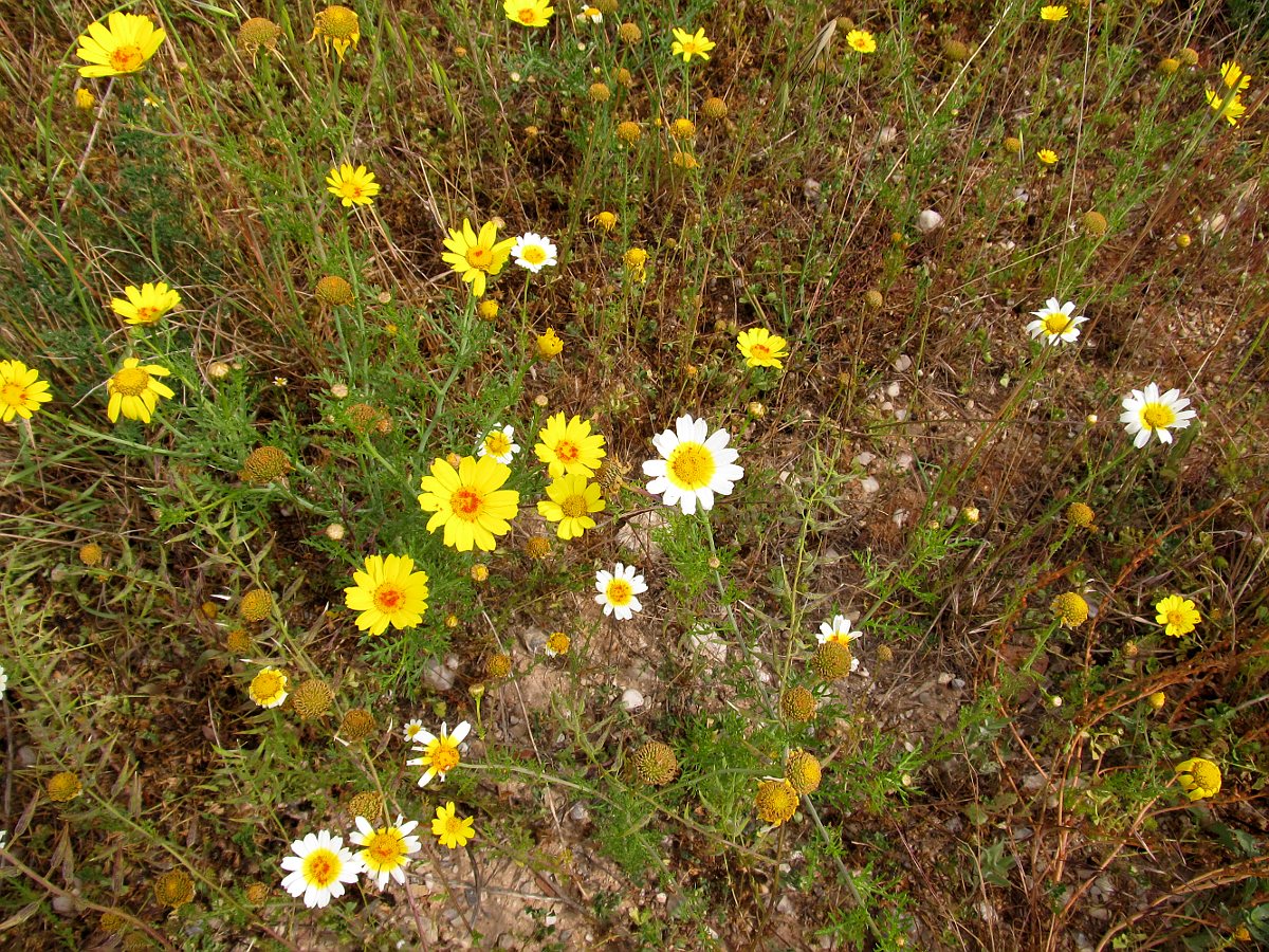 Изображение особи Glebionis coronaria.