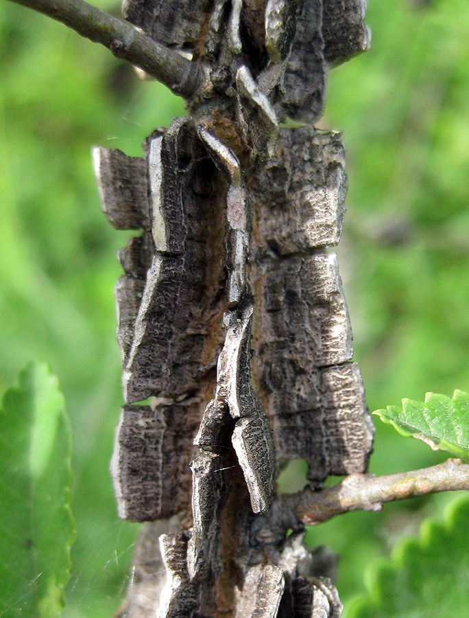 Изображение особи Ulmus minor.