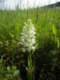 Dactylorhiza urvilleana