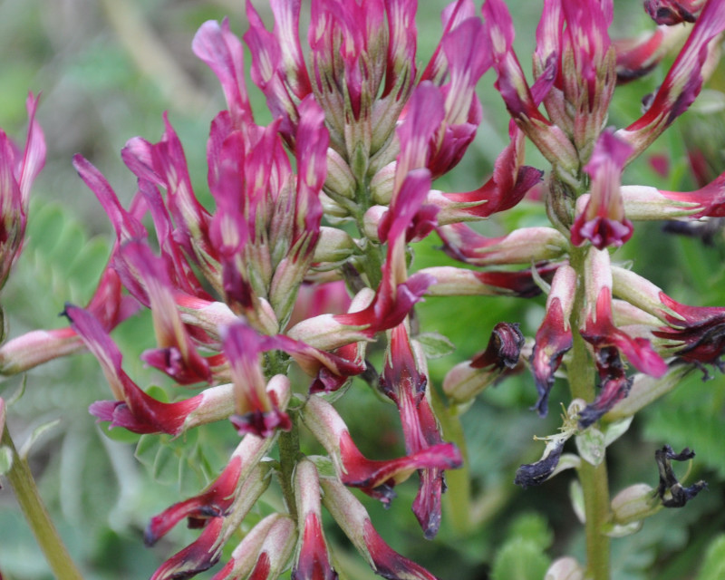 Изображение особи Astragalus monspessulanus.