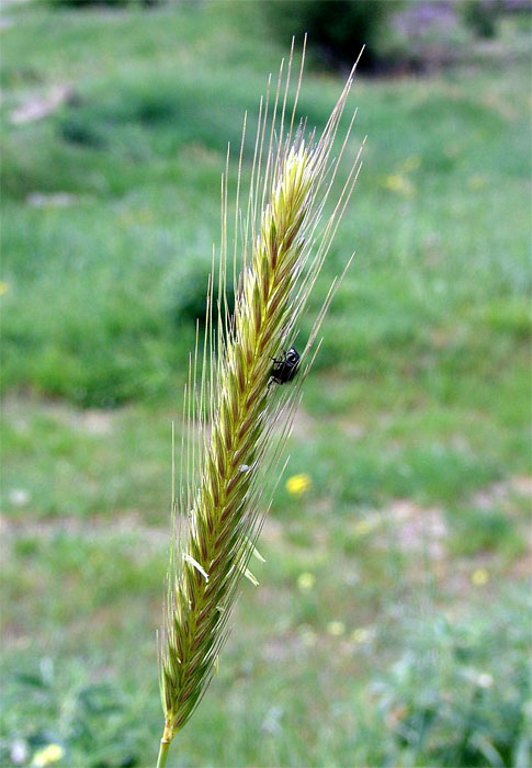 Изображение особи Hordeum bulbosum.