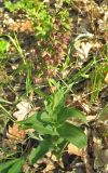 Epipactis helleborine