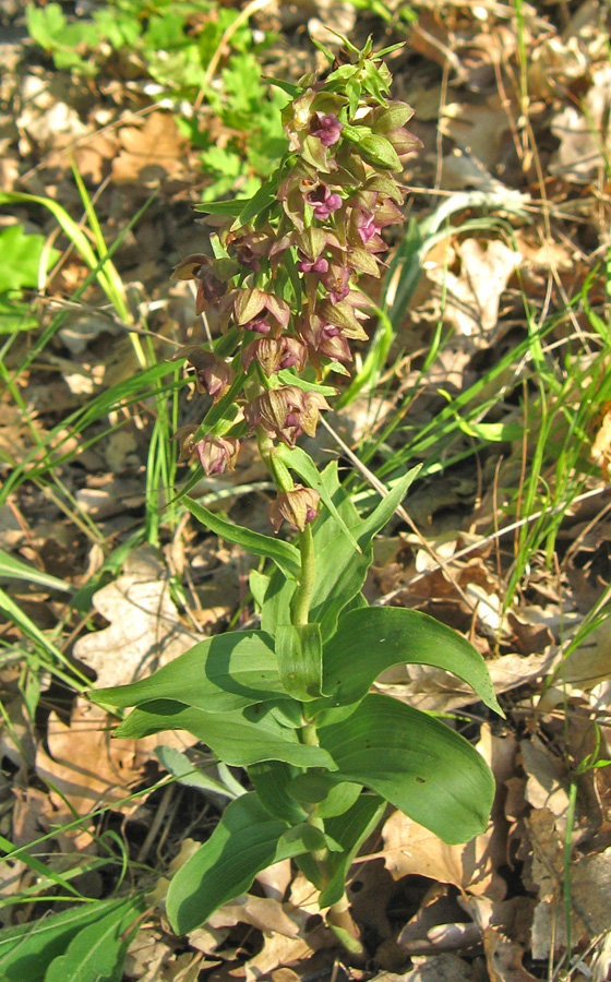 Image of Epipactis helleborine specimen.