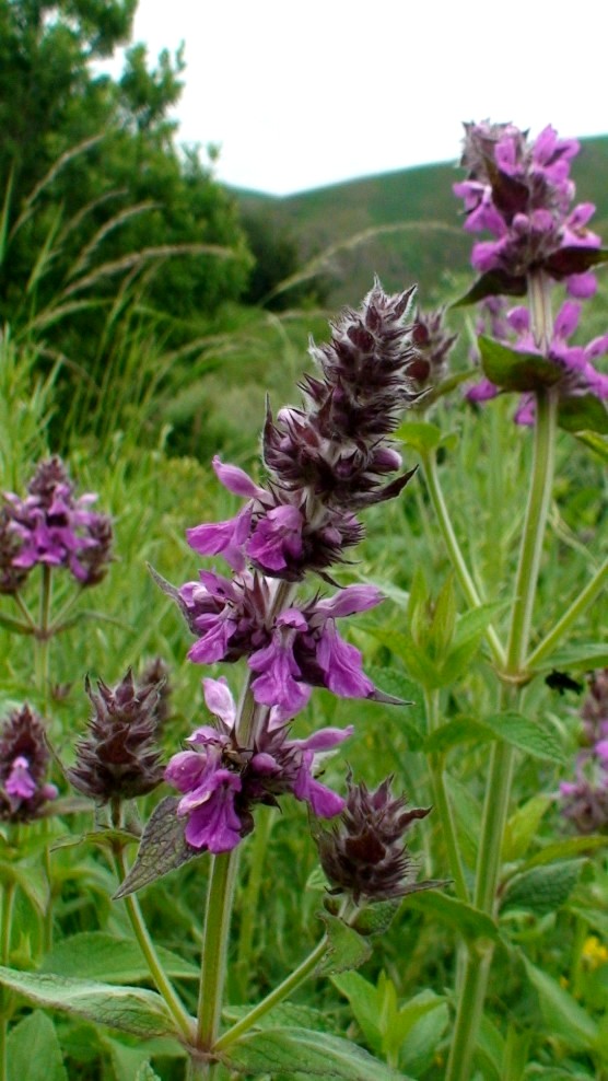 Изображение особи Stachys palustris.