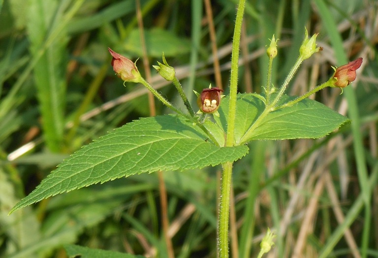 Изображение особи Scrophularia maximowiczii.