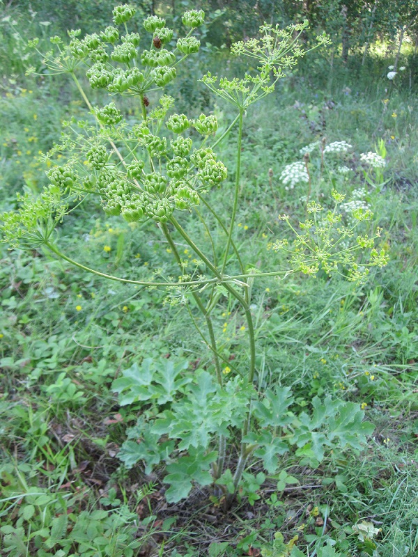 Изображение особи Heracleum sibiricum.