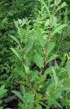 Salix myrsinifolia