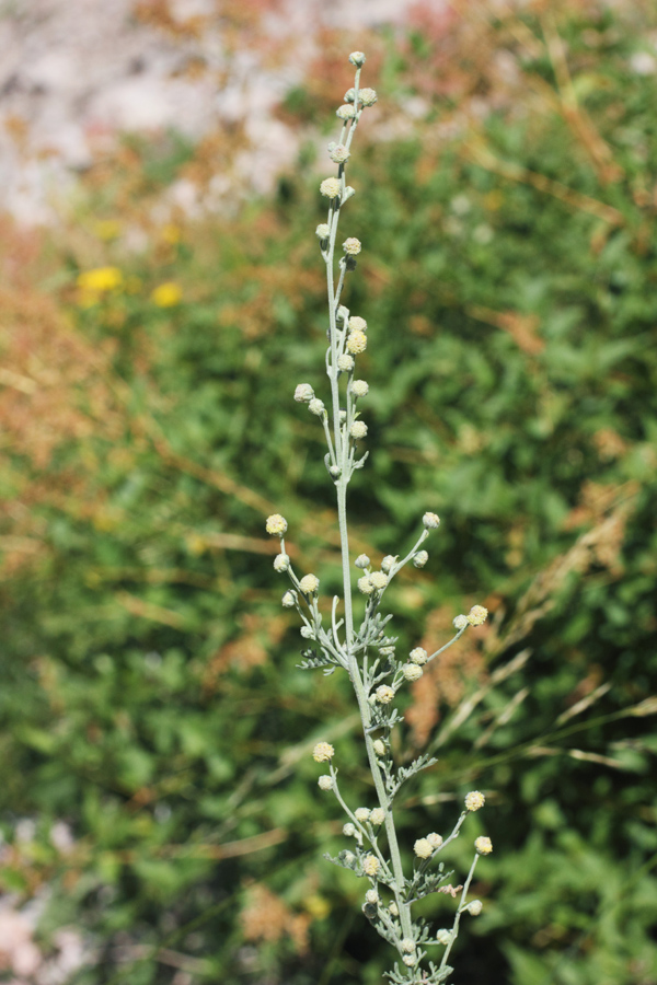 Image of Artemisia persica specimen.