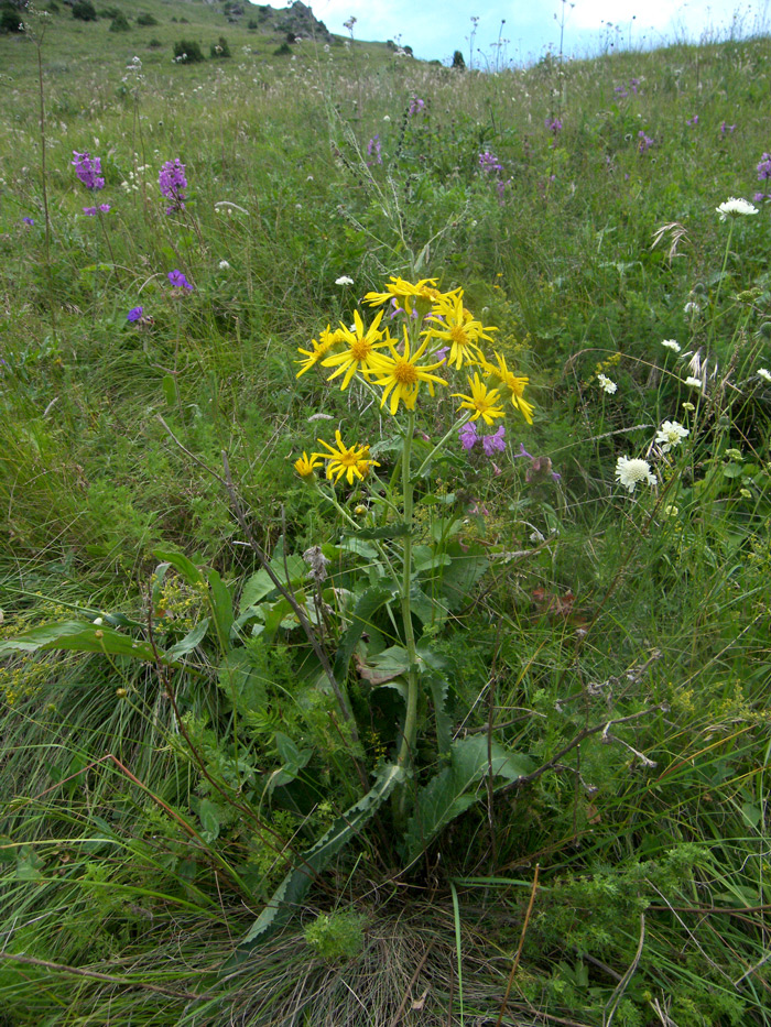 Изображение особи Senecio buschianus.