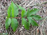 Filipendula ulmaria подвид denudata. Оборванный лист (вид сверху). Украина, Волынская обл., Ратновский р-н, с. Пески-Речицкие, берег р. Припять возле оз. Стрибуж, опушка ольшаника. 26 июля 2012 г.