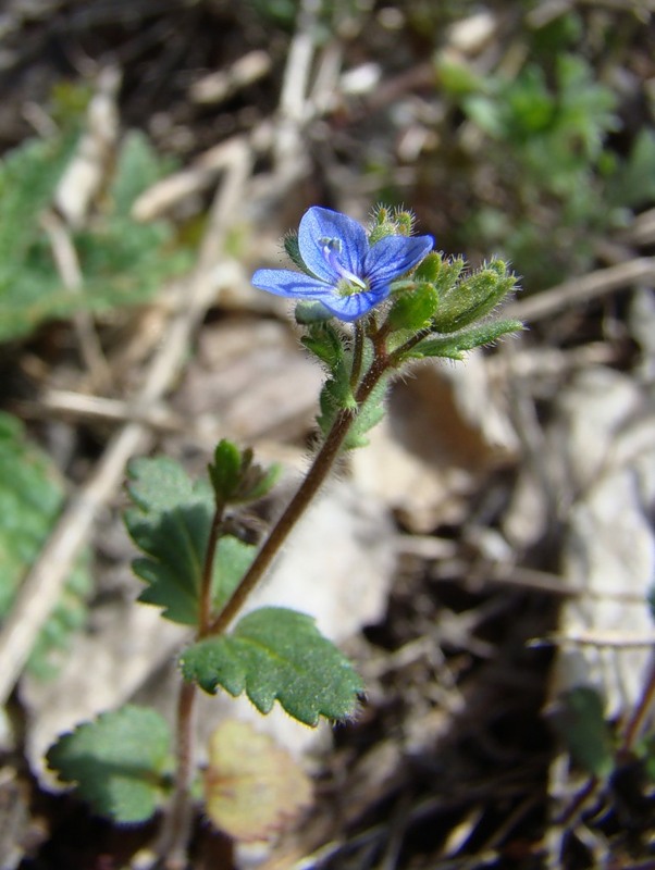 Image of Veronica praecox specimen.