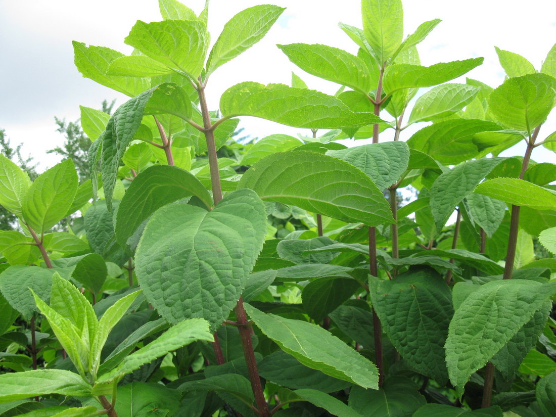 Image of Hydrangea paniculata specimen.