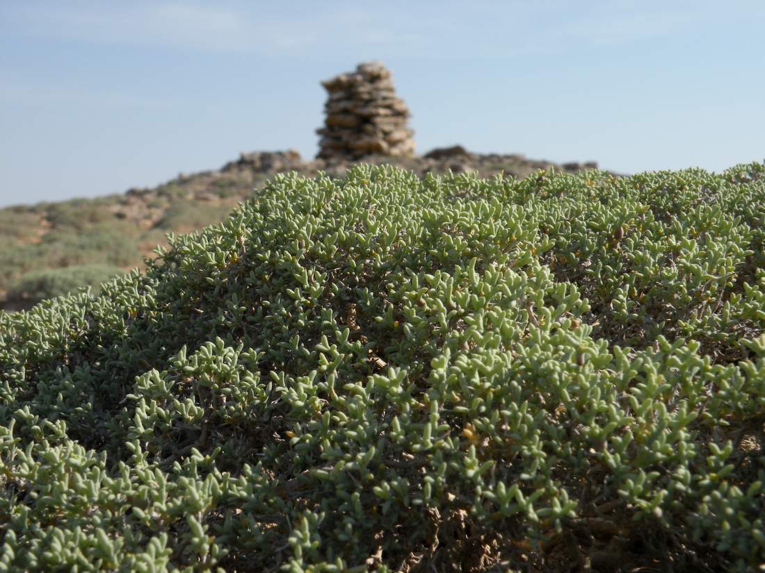 Image of Arthrophytum lehmannianum specimen.