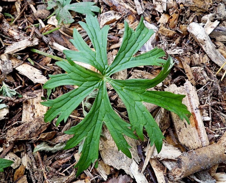 Изображение особи Ranunculus acris.