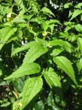 Clematis serratifolia