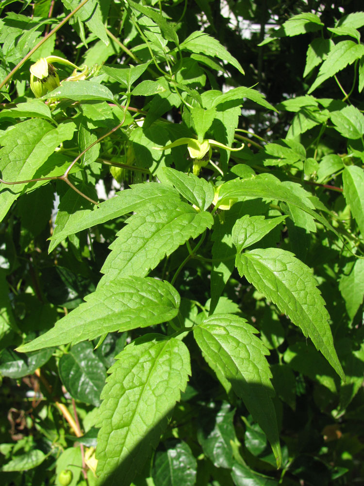 Image of Clematis serratifolia specimen.