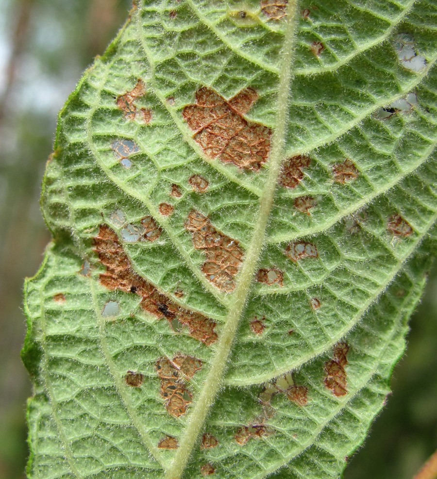 Изображение особи Salix aurita.