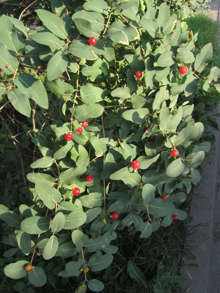 Image of Lonicera tatarica specimen.