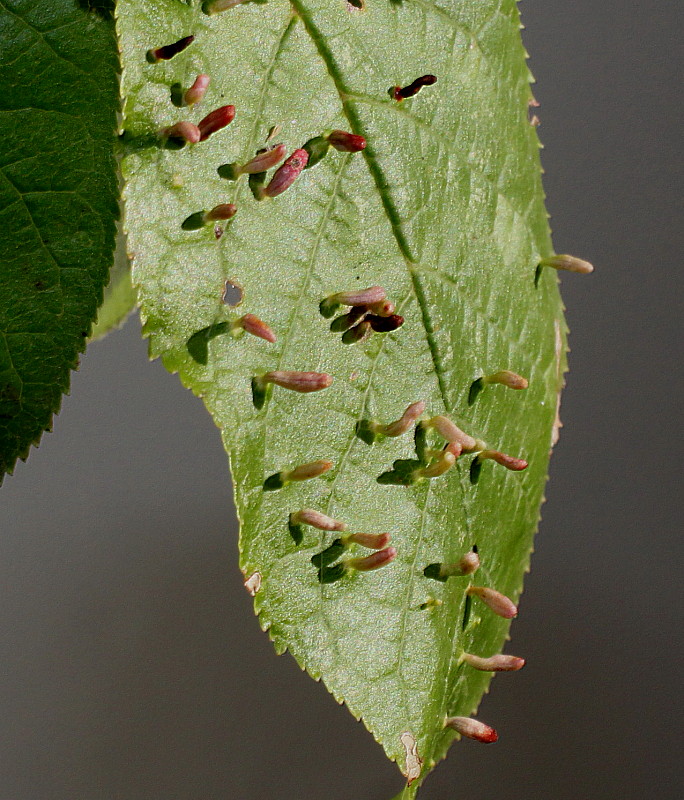 Image of Padus avium ssp. pubescens specimen.