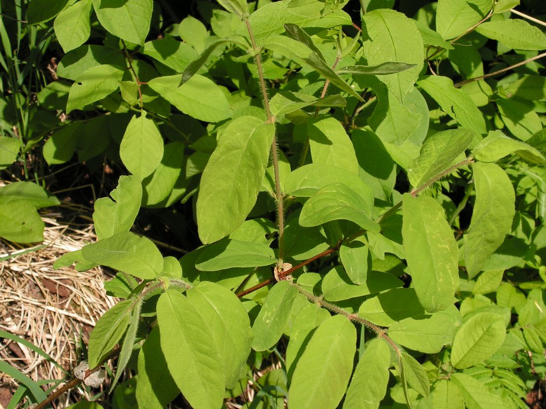 Изображение особи Lonicera edulis.