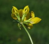 genus Lotus