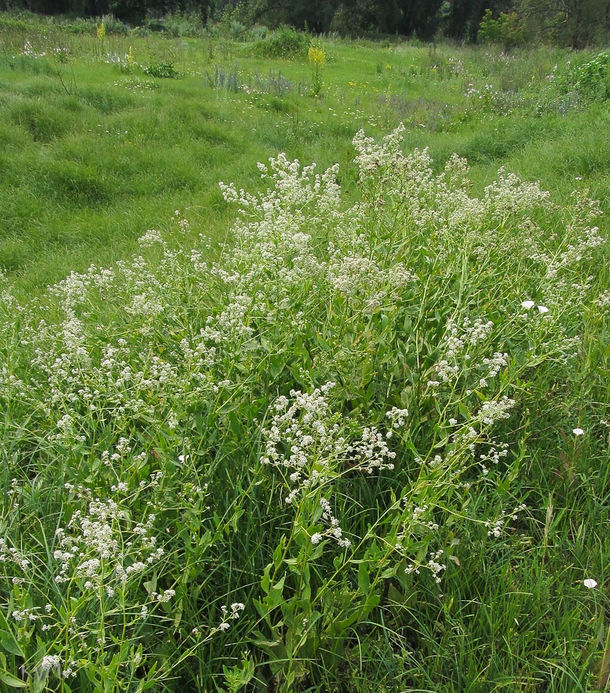 Изображение особи Lepidium latifolium.