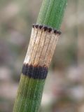 Equisetum hyemale. Узел со сросшимися листьями. Украина, г. Запорожье, тополиная роща возле Гребного канала. 07.01.2012.