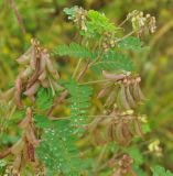 Astragalus membranaceus. Верхушка побега с соплодиями. Приморье, Сихотэ-Алинь, устье р. Джигитовка. 04.08.2012.