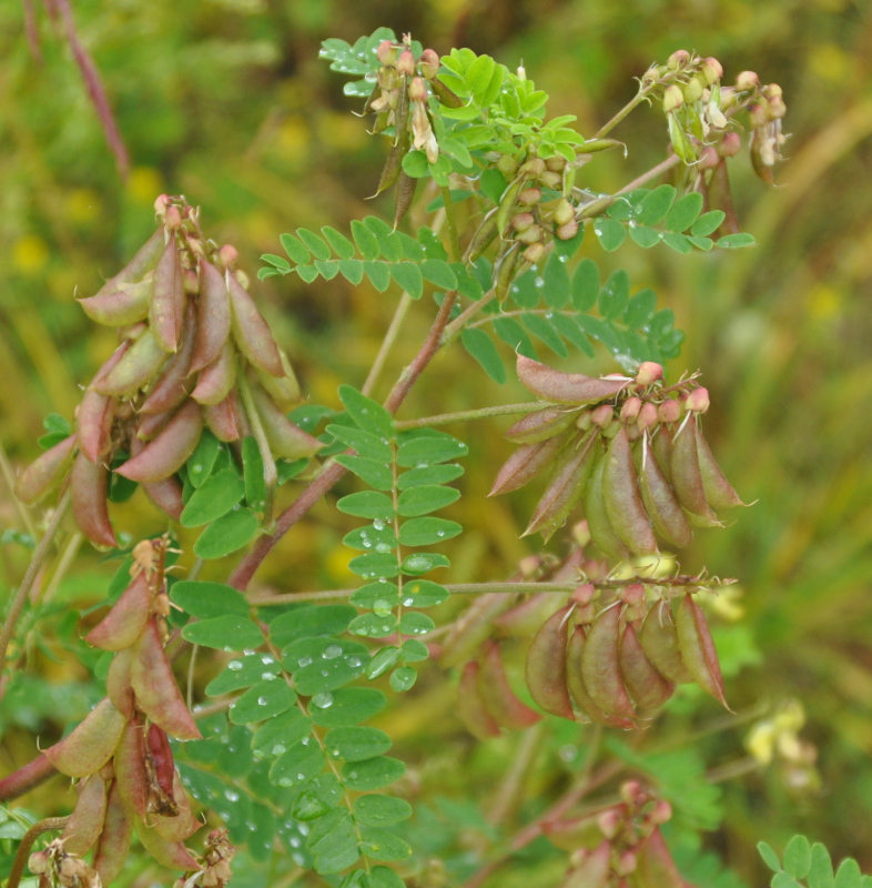 Изображение особи Astragalus membranaceus.