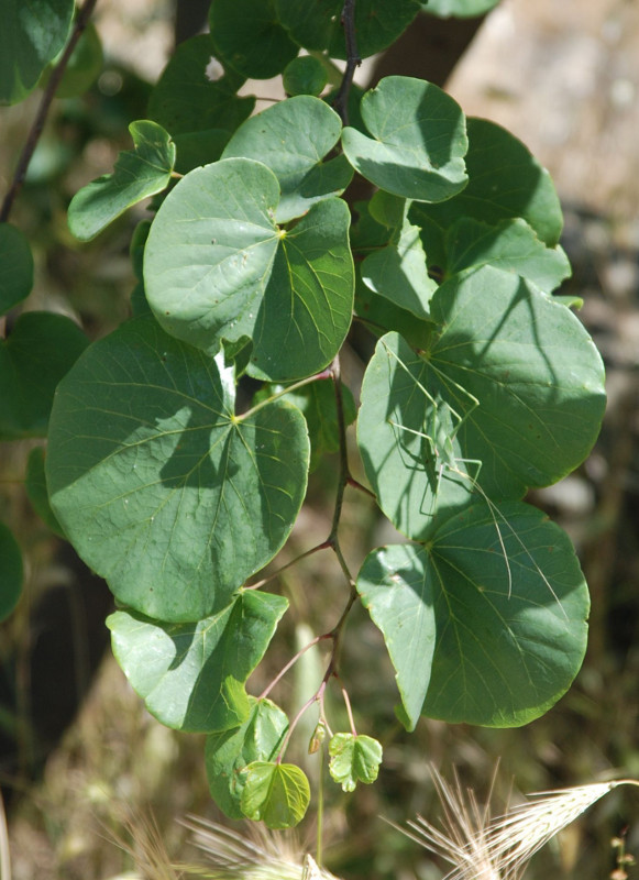 Image of Cercis siliquastrum specimen.