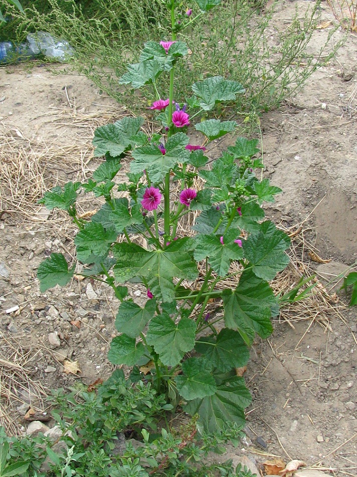 Image of Malva mauritiana specimen.